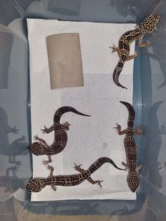 4 Leopardgecko Weibchen ca. 2 Jahre