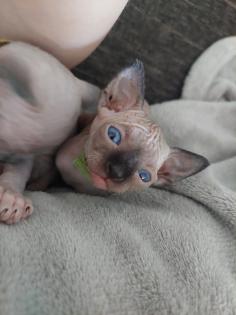 Canadian Sphynx Kitten