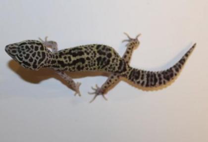 Leopardgeckos