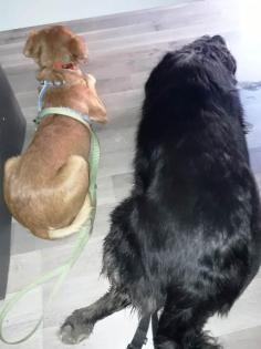 Houdini - anhänglicher, liebevoller Podenco-Mix sucht ein eigenes Körbchen