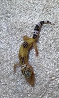 Leopardgeckos