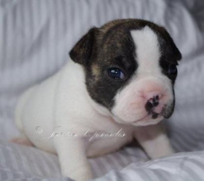 Französische Bulldoggen Welpen mit Pap. in schönen Farben