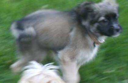 Chihuahua edelmix