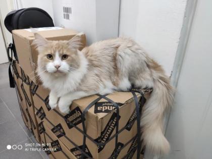Maine Coon Deckkater mit Stammbaum Nur zum Decken