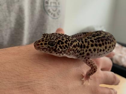 Leopardgeckos suchen neues zu Hause