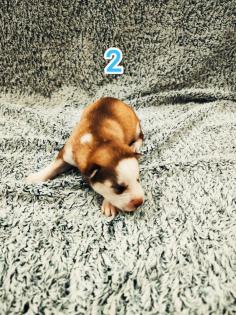 Sibirian Husky Welpen