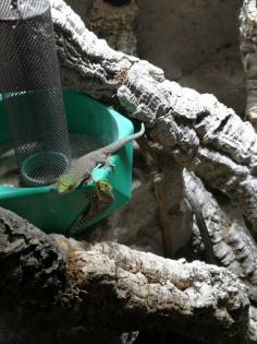 Biete 3 Phelsuma standingi Nachzuchten
