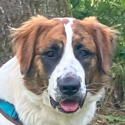PATCH - männlich 1 Jahr 63 cm 35 kg Mix Gechipt Nicht kastriert