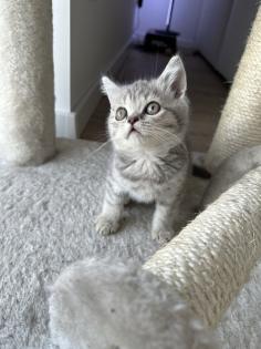 4 BKH Kitten aus einem Wurf
