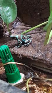 Diverse Nachzuchten verschiedener Dendrobaten Dendrobates Pfeilgiftfrösche Frösche abzugeben.