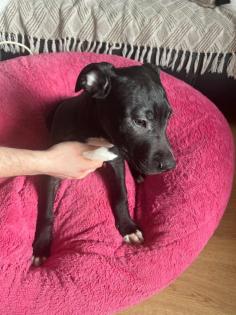 American Stafford x American Bulldog