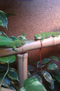 Madagaskar Taggecko 6Stk, davon 3Jung, zwei Terrarien, Inkubator, etc.