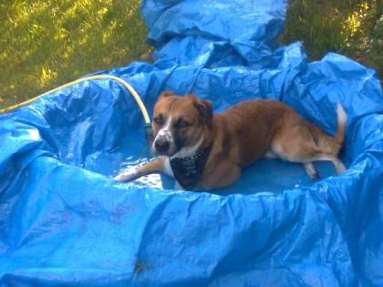 Münsterländer-MIx - Chester