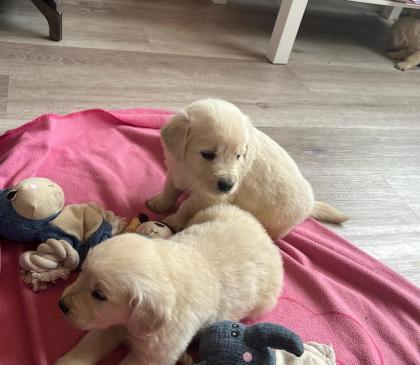 Golden Retriever Welpen