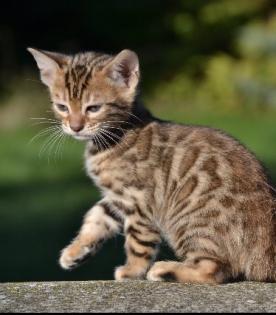 Bengalkitten Abgabe ab sofort