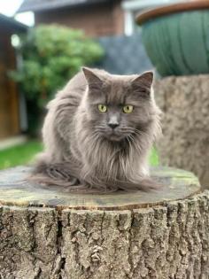 Suche Deckkater Main Coon