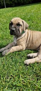 Dogo canario Welpen