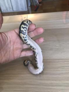 Pastel Granite HDGW Enchi Fader het. Piebald female 2 python regius