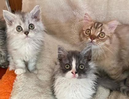 Selkirk Rex Kitten