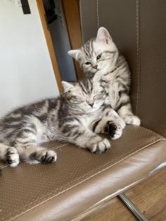 Bkh kitten Silver Classic tabby