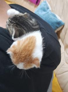Kitten scotische Mutter und EKH Vater
