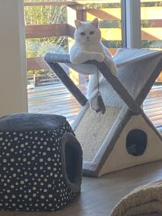 4 Kleine BKH-Kitten suchen ab dem 22. 06. 2023 ein liebevolles Zuhause
