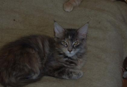 Super süße Maine Coon Kitten