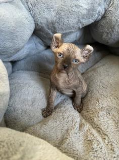 Sphynx Elf Sphynx Kitten Katzenbabys Nacktkatze