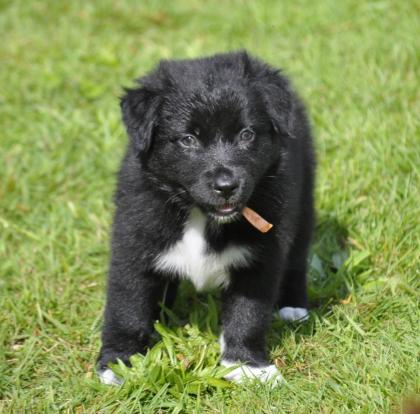 Australian Shepherd Welpen suchen ein liebevolles Zuhause