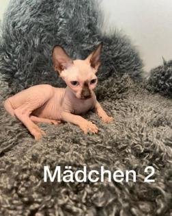 Süße Sphynx Kitten