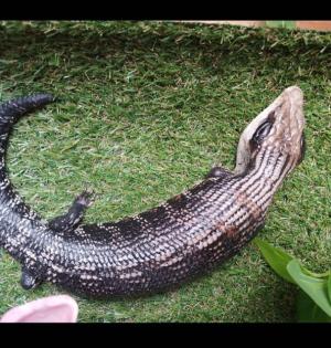 Blauzungenskink/Tiliqua Scincoides Scincoides