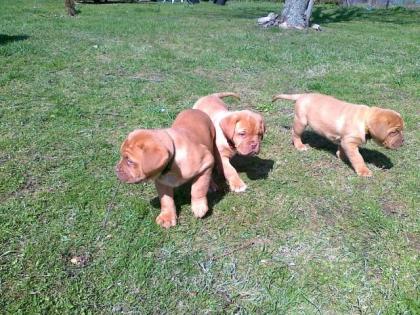 Bordeaux Doggen Welpen