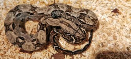 Boa Imparator NZ 07/20