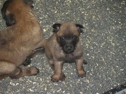 Malinois-Welpen