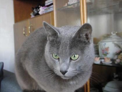 Reinrassiger Russisch Blau Deckkater, ausgezeichneten Stammbaum.
