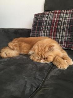 Deckkater Garfield