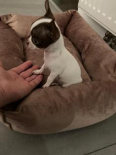 Chihuahua Welpen Mini