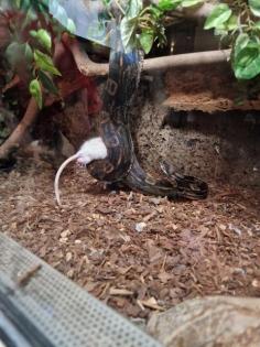 Boa constrictor imperator