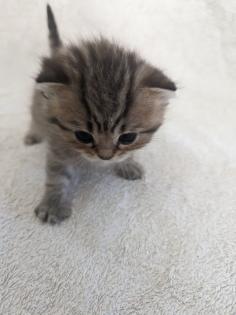 Sechs süße BKH Kitten geb. 06. 05. 23 suchen ab Ende Juli ein neues Zuhause