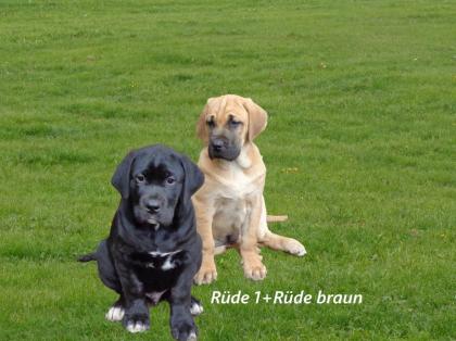 Mischlingswelpen, Cane Corso, Labrador, Dogge
