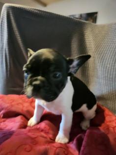 Französische Bulldoggen Baby, s