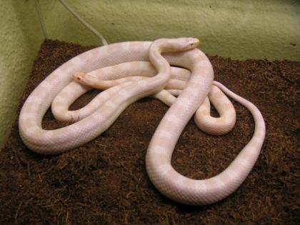 4, 5 Corall Snow Kornnatter abzugeben