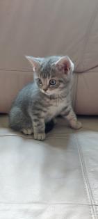 Katzenbabys BKH 29. 03. 23 geboren