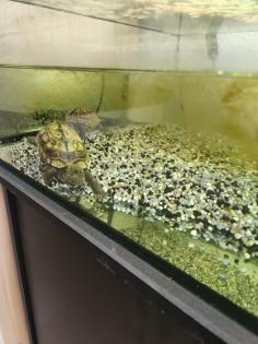 Chinesische Dreikielschildkröte Art Bachschildkröte