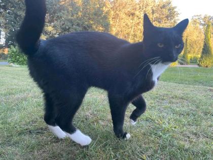 Katze gesucht
