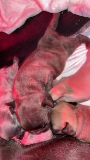 Französische Bulldogge