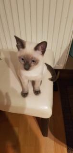 Siam / Thai Kitten Blue Point, Babys, Kätzchen. 1 Junge. Abgabebereit.