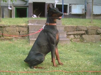 Dobermannhündin voll kopiert sucht dringend neues zuhause 450, 00euro