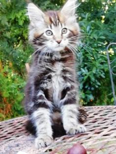 Maine Coon Kittenkater mit tollem Stammbaum jetzt Abgabe bereit