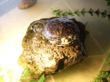Europäische Sumpfschildkröten Emys orbicularis NZ 2021